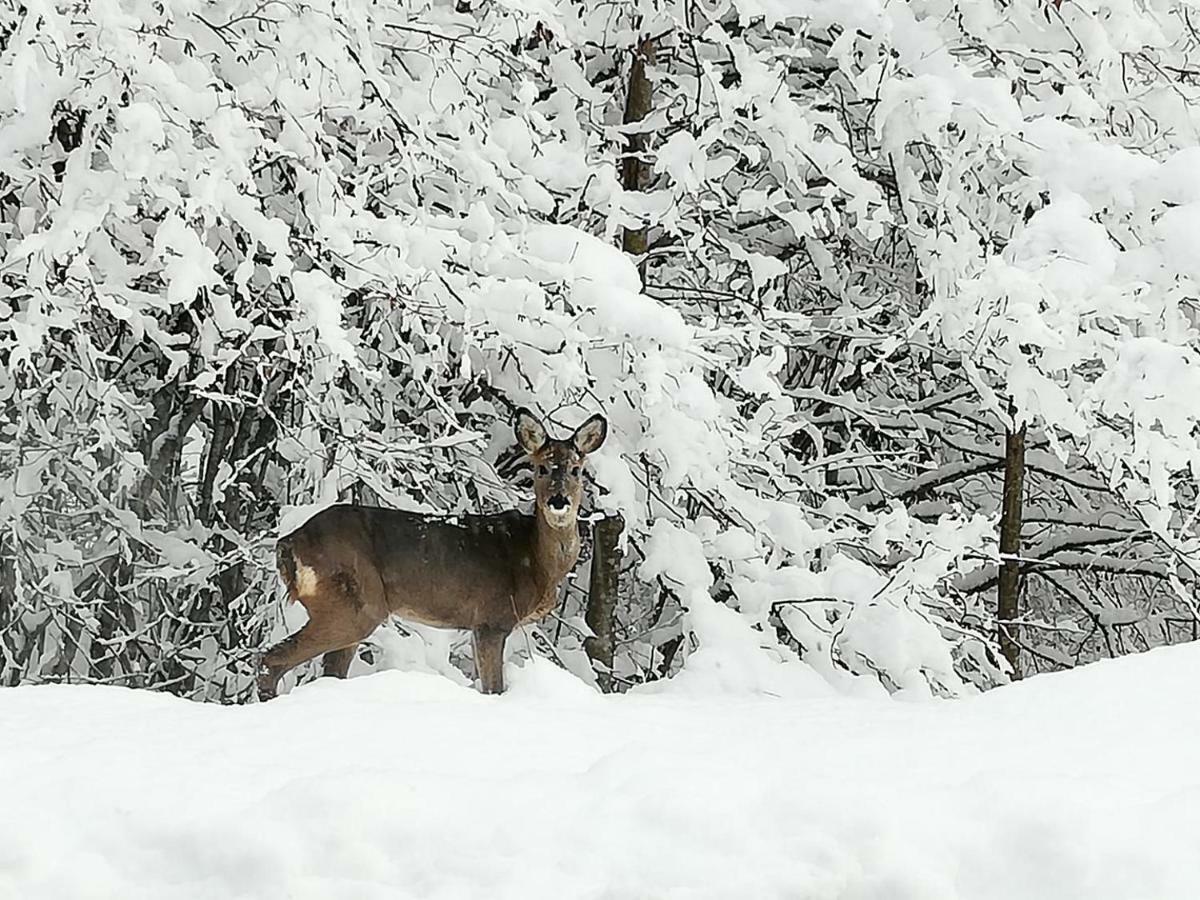 Brunarica Na Goreljeku Apartment Bohinj ภายนอก รูปภาพ